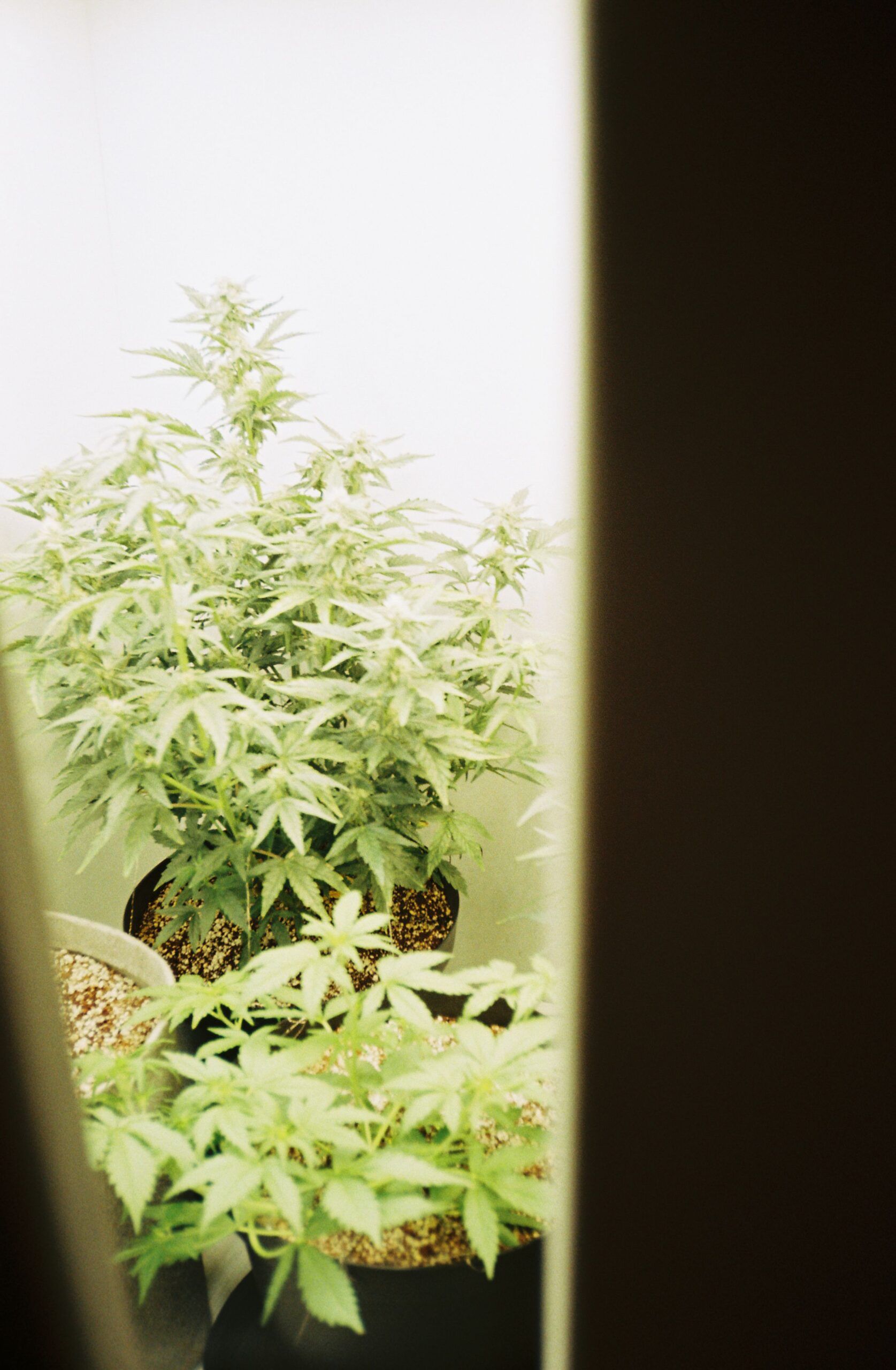 Wat is THC?